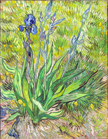 Iris, 1889 by Vincent Van Gogh