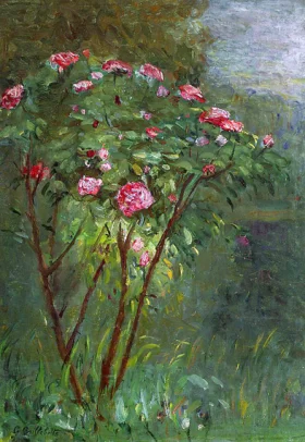Rose Bush in Flower by Gustave Caillebotte
